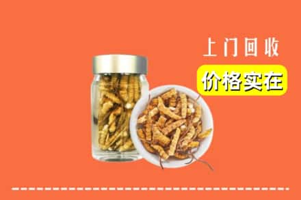 收购资讯:沈阳市铁西回收散虫草